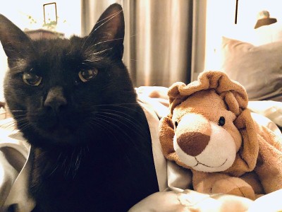 可爱的猫