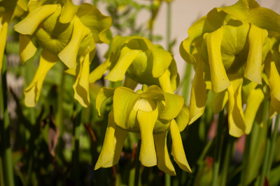 一种黄色猪笼草的花的特写，Sarracenia flava或Gelbe Schlauchpflanz