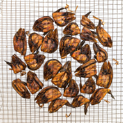 Freshwater fish in wire mesh for drying.