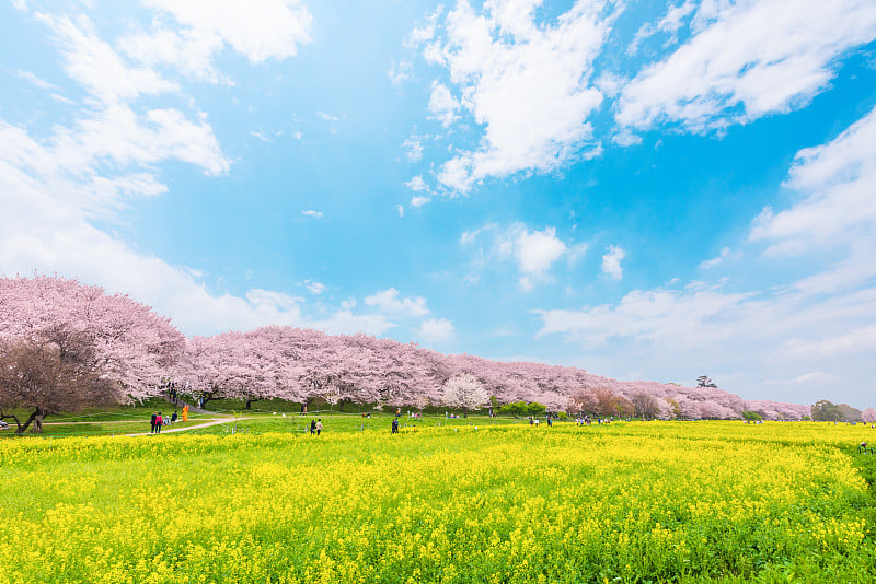 日本樱花树