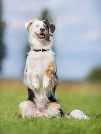 澳大利亚牧羊犬