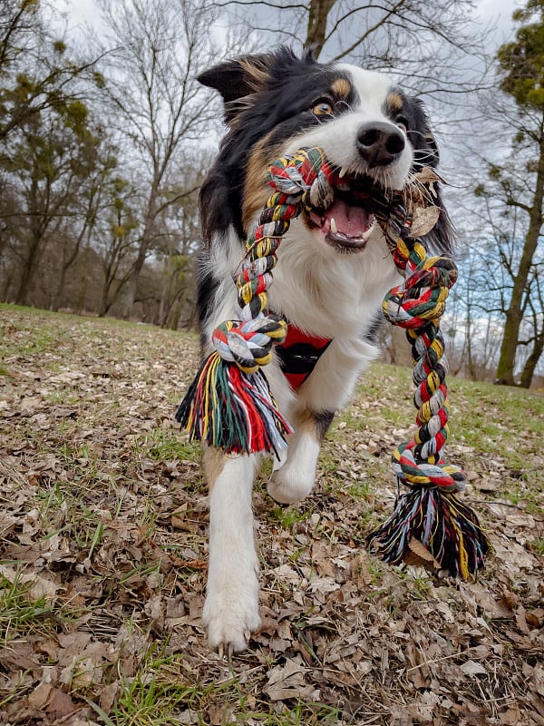 公园里的澳大利亚牧羊犬