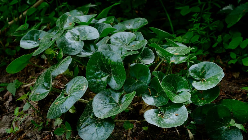 它生长在阴凉的森林和灌木丛中，特别是落叶的。欧洲细辛(Asarum europaeum L.)是一种