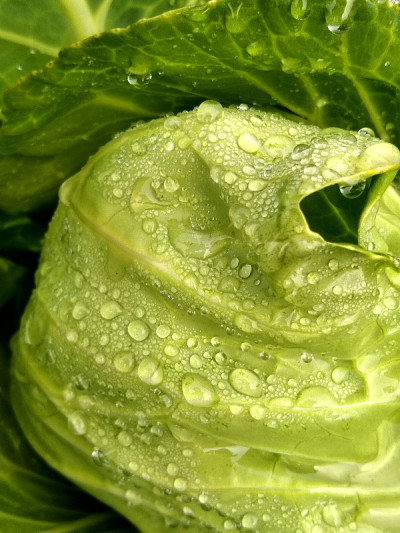 雨后卷心菜。
