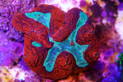大珊瑚虫石质珊瑚在珊瑚礁水族缸