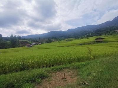 稻田照片