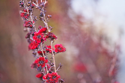 Leptospermum scoparium