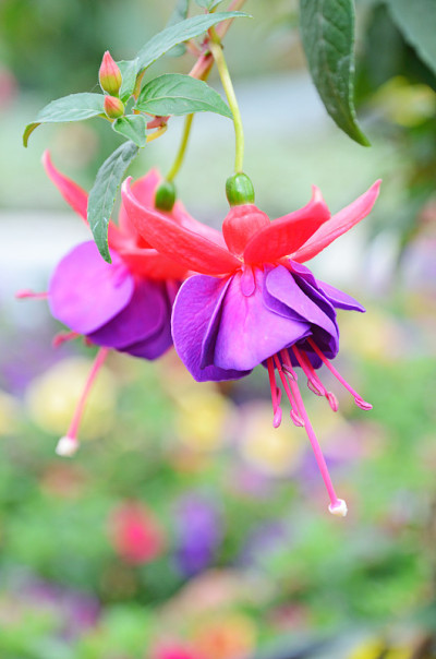 富希亚花