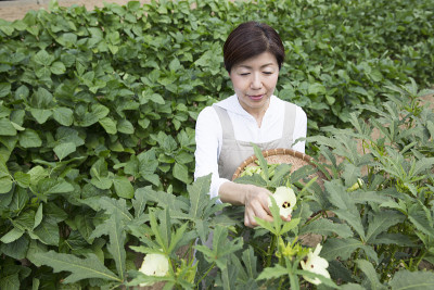 蔬菜收获