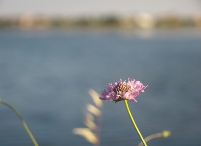 这是一种花的特写