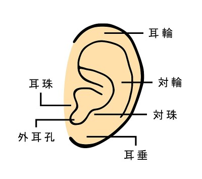 耳朵的机制