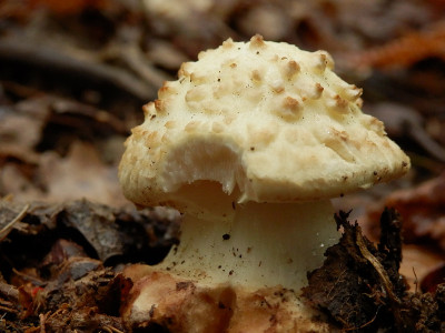 Amanita Echinocephala