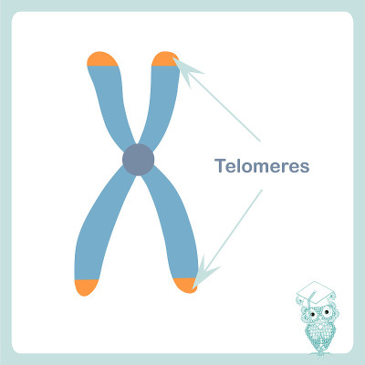 Chromosome telomeres banner. Stock vector illustra