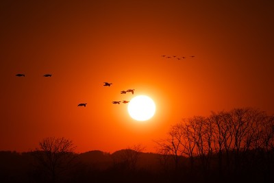 夕阳染红了宫岛沼