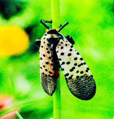 日本成人Lanternfly