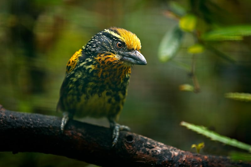 巨嘴鸟来自巴西。镀金Barbet, Capito auratus，厄瓜多尔。来自厄瓜多尔的黄色巨嘴鸟