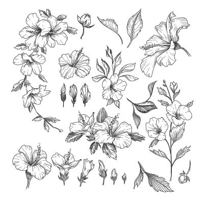 木槿雕刻插图集