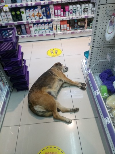可爱的狗睡觉