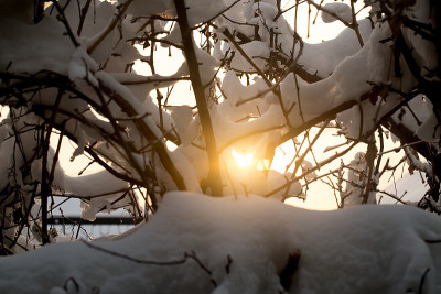 黎明的阳光下，光秃秃的树枝上洒满了雪花