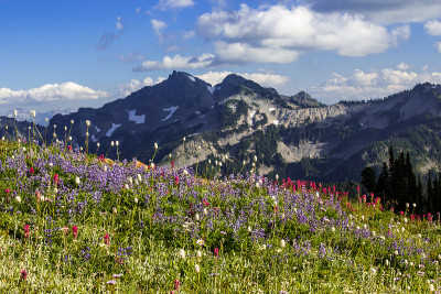 野生草地和一座山