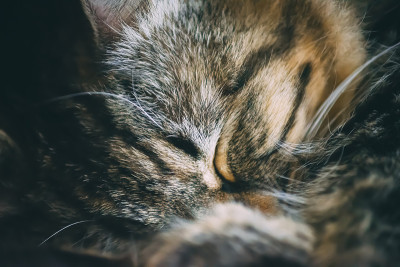 可爱的猫宠物睡觉