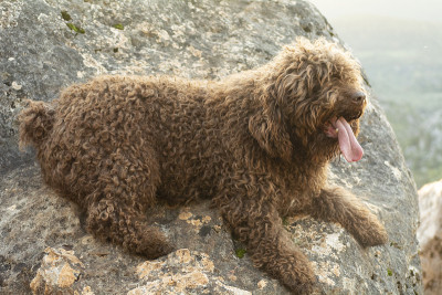西班牙水犬
