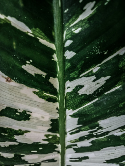花叶万年青属极光