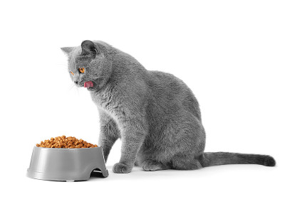 猫吃东西又舔