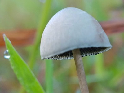 Panaeolus |真菌