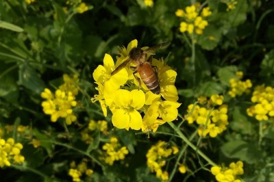蜜蜂