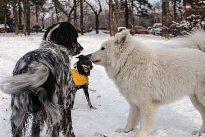 狗狗在雪中玩耍