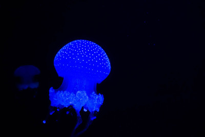 深海水母