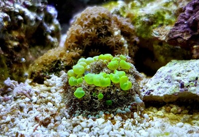 生物危害弹跳蘑菇美丽的软珊瑚