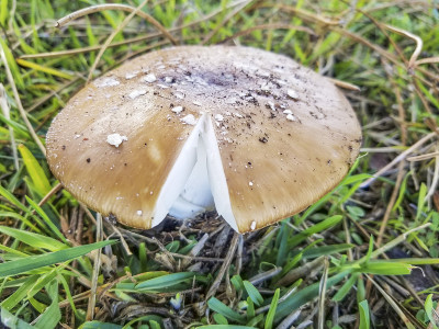 黑豹帽或假红蘑菇