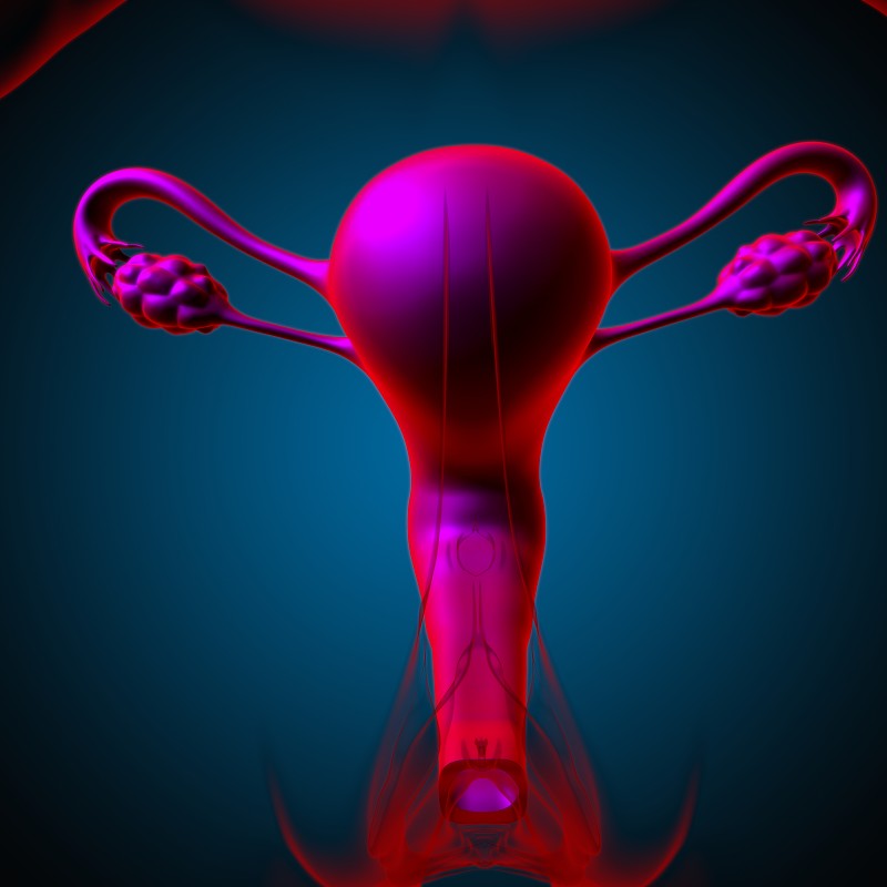 女性生殖系统解剖学的医学概念3D