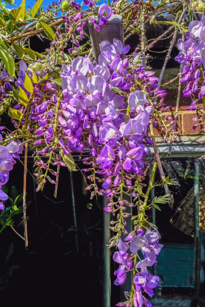 紫藤开花的特写。