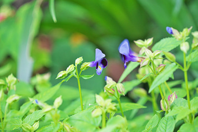 Torenia