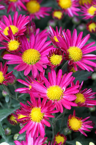 特写花