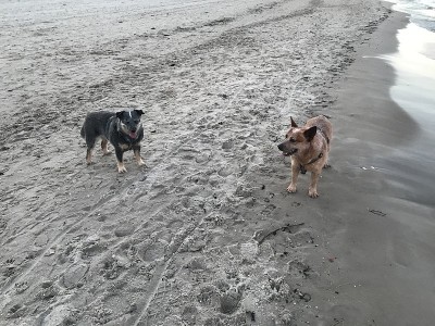 澳洲牧牛犬