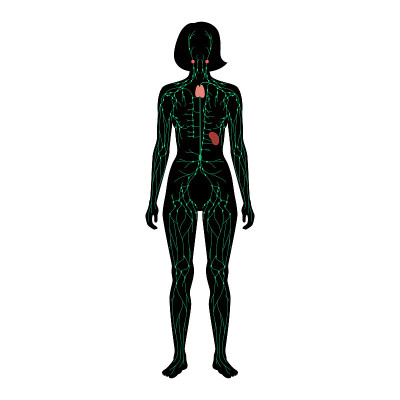 LymphaticSystem