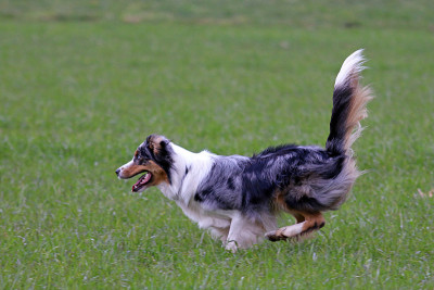 澳大利亚牧羊犬