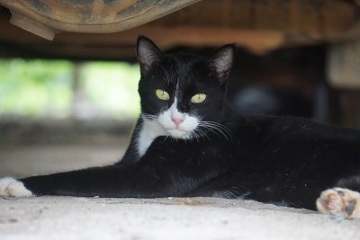 猫