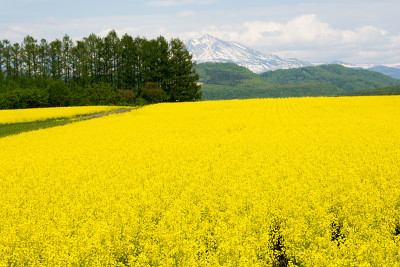 残雪如山，油菜花遍地
