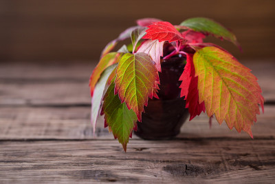 秋叶在陶瓷花瓶里