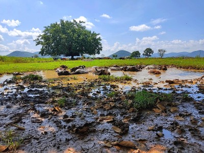 野生亚洲水牛在泥水中洗澡