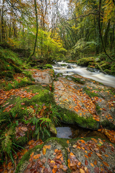 《岩石上的秋叶》，Golitha Falls，康沃尔
