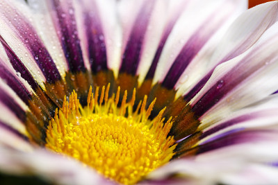 Gazania rigen