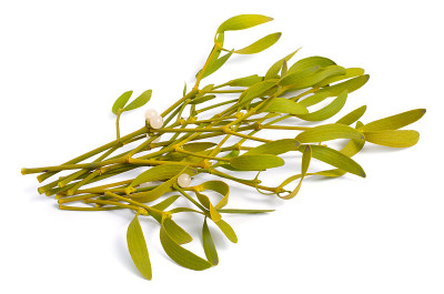 Viscum album，欧洲俗称mistletoe，俗称mistletoe或简称mistletoe