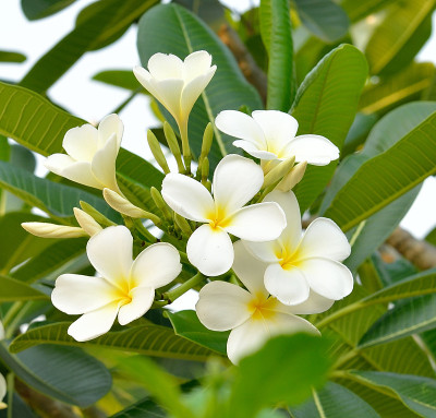 鸡蛋花