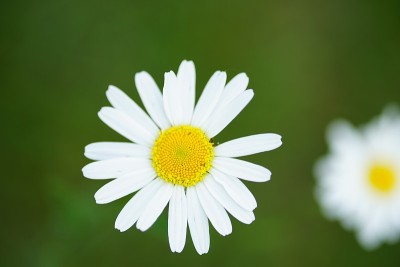 宏观的雏菊花